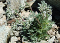 Assenzio genepi a spiga/Artemisia genipi