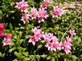 Lioseleuria/Loiseleuria procumbens
