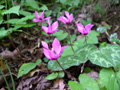 Ciclamino delle Alpi/Cyclamen purpurascens