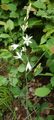 Anthéric à fleurs de lis/Anthericum liliago