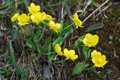 Bastard-Hahnenfuss/Ranunculus hybridus