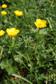 Ranunculus montanus