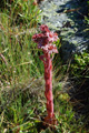 Semprevivo alpino/Sempervivum tectorum ssp. alpinum