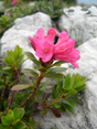 Bewimperte Alpenrose, Steinrose/Rhododendron hirsutum