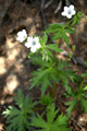 Blassblütiger Storchenschnabel/Geranium rivulare