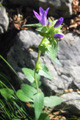 Bologneser Glockenblume/Campanula bononiensis