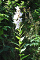 Campanule à larges feuilles/Campanula latifolia