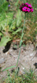 Garofano violaceo/Dianthus carthusianorum ssp. atrorubens