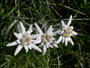 Edelweiss, Stella alpina/Leontopodium alpinum