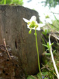 Moosauge, Einblütiges Wintergrün/Moneses uniflora