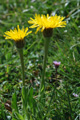 Costolina alpina/Hypochoeris uniflora