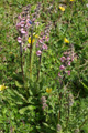 Fleischrotes Läusekraut (Foto: Valentin Audétat)/Pedicularis rostratospicata ssp. helvetica