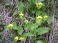 Gelbes Bergveilchen/Viola biflora