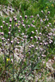 Vergerette âcre/Erigeron acer ssp.politus