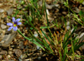 Blumensimse, Grasschwertlilie/Sisyrinchium montanum
