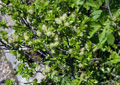 Salix x hegetschweileri 
(Salix bicolor x myrsinifolia)
