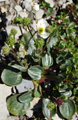 Renoncule à feuilles de parnassie/Ranunculus parnassifolius