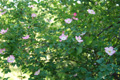Rosier des chiens/Rosa canina