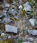 Kärntner Felsenblümchen/Draba siliquosa