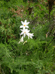 Weisse Trichterlilie/Paradisea liliastrum