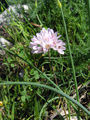 Aglio roseo/Allium roseum