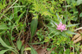 Tragopogon porrifolius ssp. australis