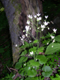 Rundblättriger Steinbrech/Saxifrage rotundifolia