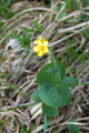 Schildblättriger Hahnenfuss/Ranunculus thora