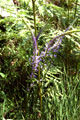 Schwarzwurzelblättrige Rapunzel/Phyteuma scorzonerifolium