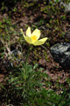 Anemone sulfurea/Pulsatilla alpina ssp. apiifolia