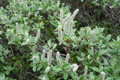 Salix glaucosericea