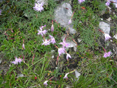 Garofano di Sternberg/Dianthus sternbergii