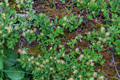 Saule à feuilles émoussées/Salix retusa