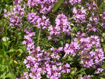 Thymus praecox ssp.praecox
