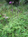 Cirsium helenoides