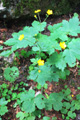 Ranuncolo lanato/Ranunculus lanuginosus
