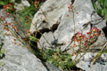 Sassifraga biflora/Saxifrage biflora ssp. biflora